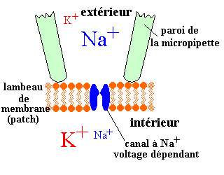 patch clamp avec un canal à Na+
