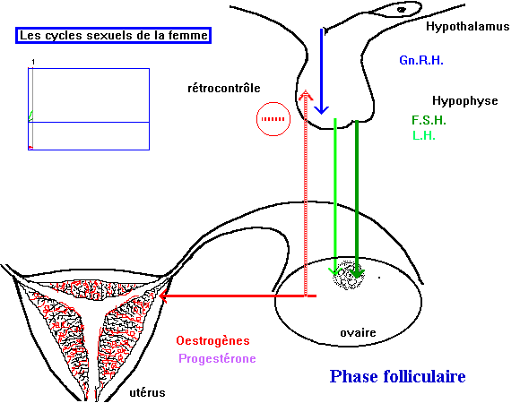 La rgulation des cycles sexuels chez la femme