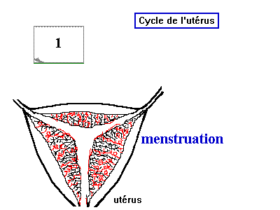 cycle de l'utérus